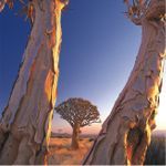 quiver trees